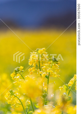 Sanuki Mannou National Government Park: The rape blossoms are dazzling and beautiful 99367600
