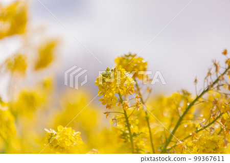 贊岐萬能公園：油菜花絢麗奪目，美不勝收 99367611