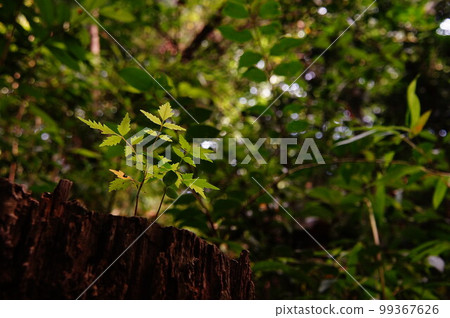 Sprout Sprout 99367626