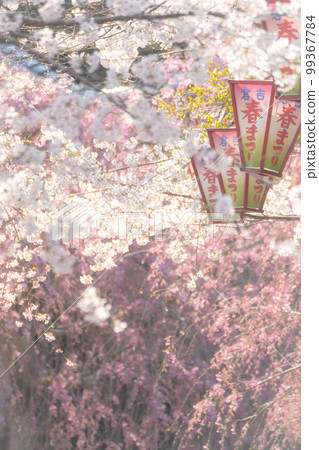 Utsubuki Park with cherry blossoms in full bloom (Kurayoshi City) 99367784