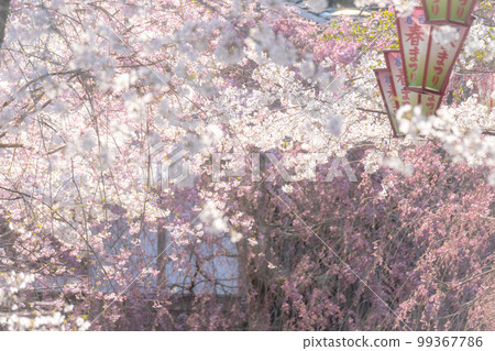 Utsubuki Park with cherry blossoms in full bloom (Kurayoshi City) Utsubuki Park with cherry blossoms in full bloom (Kurayoshi City) 99367786