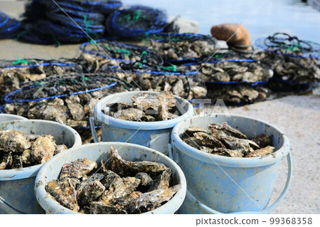 Oyster Oyster 99368358