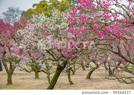 Special Place of Scenic Beauty Ritsurin Garden with seasonal scenery Special Place of Scenic Beauty Ritsurin Garden with seasonal scenery 99368437
