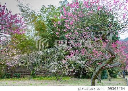 Special Place of Scenic Beauty Ritsurin Garden with seasonal scenery 99368464