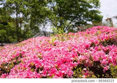 Azalea full bloom Azalea full bloom 99368525