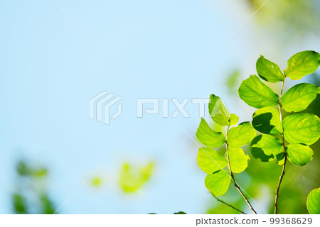 Image of blue sky and green Old lens Image of blue sky and green Old lens 99368629
