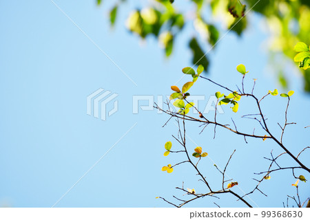 Image of blue sky and green Old lens Image of blue sky and green Old lens 99368630