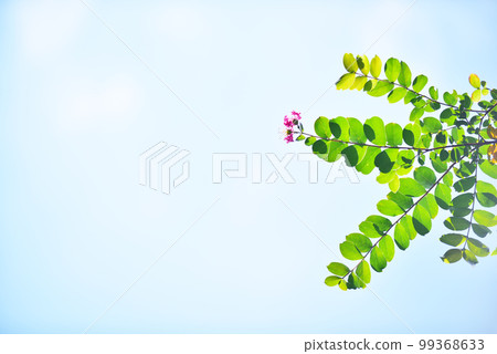 藍天綠綠老鏡頭 藍天綠綠老鏡頭 99368633