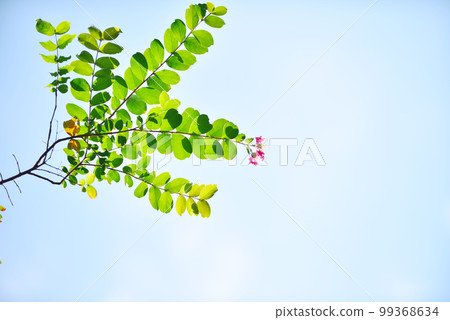 藍天綠綠老鏡頭 99368634