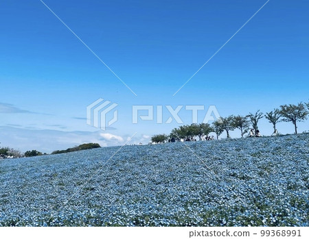 舞洲運動島上的 Nemophila 舞洲運動島上的 Nemophila 99368991