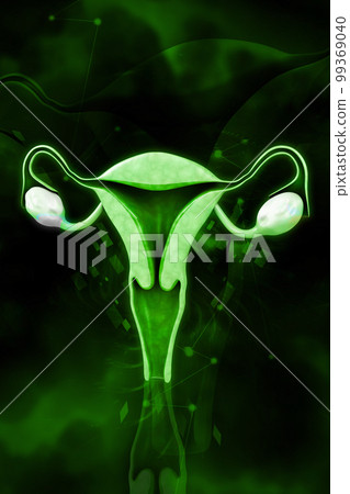 3d rendered female reproductive system isolated on a white background 3d rendered female reproductive system isolated on a white background 99369040