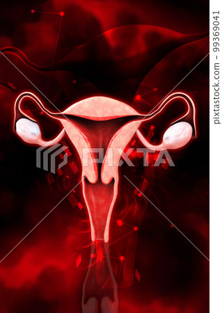 3d rendered female reproductive system isolated on a white background    99369041