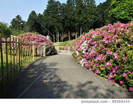 杜鵑花盛開的京都三室戶寺 杜鵑花盛開的京都三室戶寺 99369143