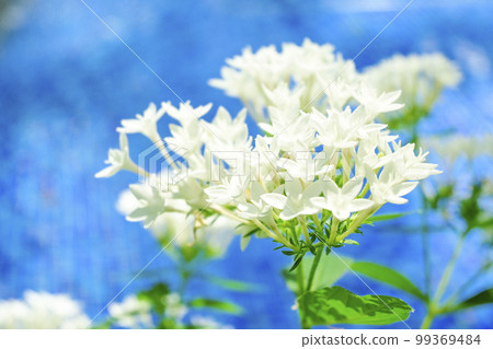 White flowers blooming on the blue waterside of the image of summer 99369484