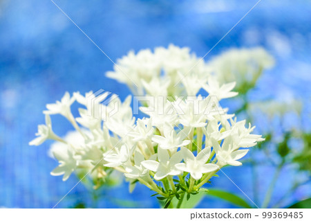 White flowers blooming on the blue waterside of the image of summer 99369485