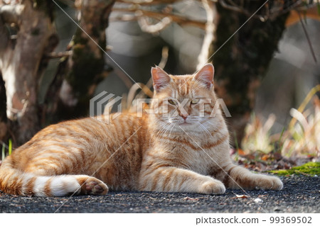 A cute local cat, a brown tiger male, strolls through the large parking lot of the park. 99369502