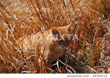 A cute local cat, a brown tiger male, strolls through the large parking lot of the park. A cute local cat, a brown tiger male, strolls through the large parking lot of the park. 99369518
