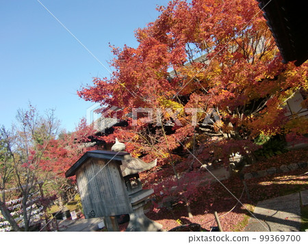 Autumn leaves 99369700