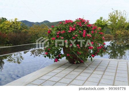 Impachiens, Museum San, Wonju-si, Gangwon-do 99369776