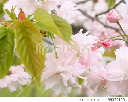 鐮足櫻（木更津市） 99370133