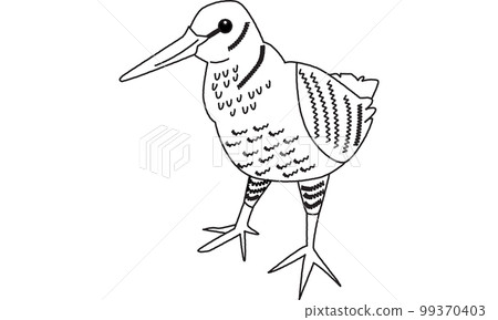 Amamiya woodcock, a creature of the world natural heritage island, line drawing Amamiya woodcock, a creature of the world natural heritage island, line drawing 99370403