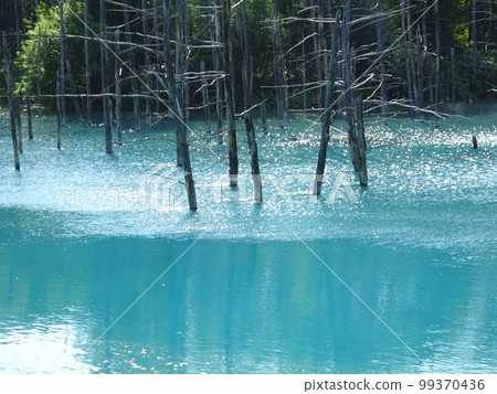北海道美瑛青池正殿 4 北海道美瑛青池正殿 4 99370436