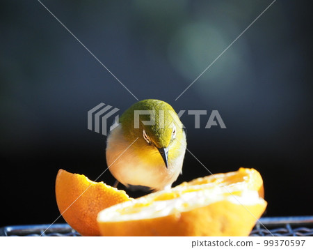 今年的橘子好像特別好吃。 99370597