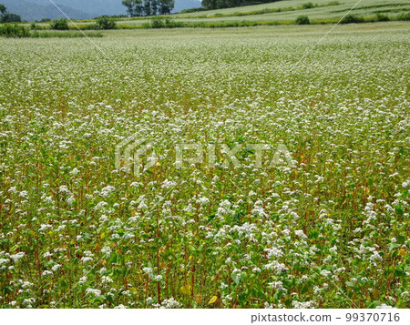 Buckwheat field in Horokanai, Hokkaido Flower in full bloom 2 99370716