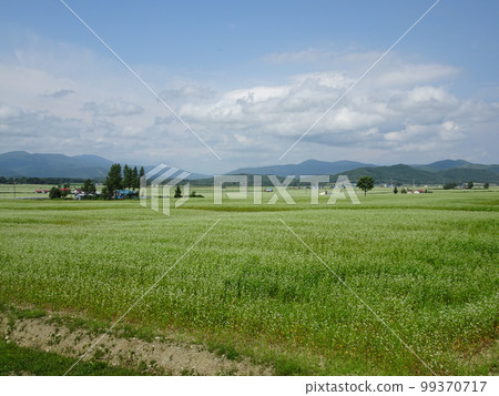 Buckwheat field in Horokanai, Hokkaido Flower in full bloom 3 Buckwheat field in Horokanai, Hokkaido Flower in full bloom 3 99370717