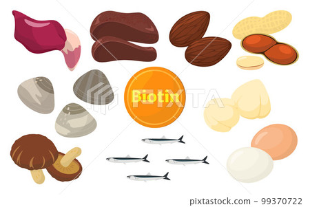 含有生物素的食物的矢量圖解。 99370722