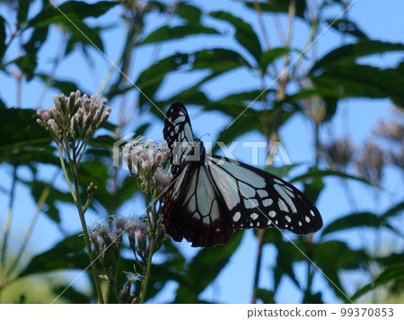 chestnut tiger butterfly butterfly chestnut tiger butterfly butterfly 99370853