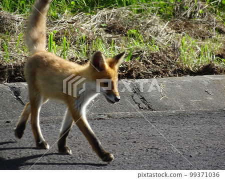 北海道野生赤狐2 99371036