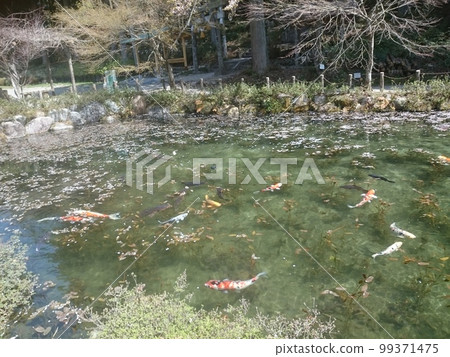 Gifu Spring Nemo Pond 2 Gifu Spring Nemo Pond 2 99371475