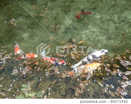 Gifu Spring Nemo Pond 5 Gifu Spring Nemo Pond 5 99371483