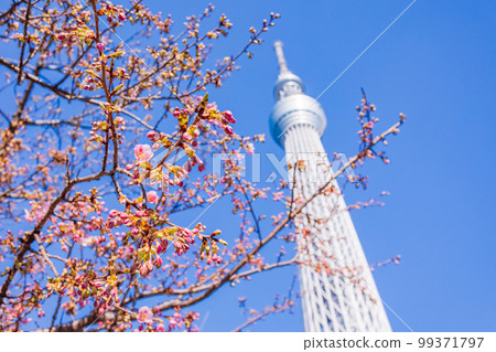 河津櫻花和東京天空樹開始開花 99371797