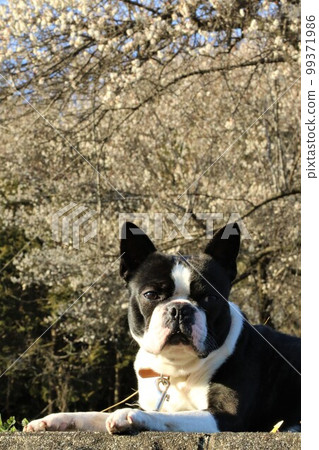 Yuzu no SatoMighty-kun, a Boston terrier, staring cutely under the plum blossoms in full bloom that color the woodlands of Moroyama Town. Yuzu no SatoMighty-kun, a Boston terrier, staring cutely under the plum blossoms in full bloom that color the woodlands of Moroyama Town. 99371986