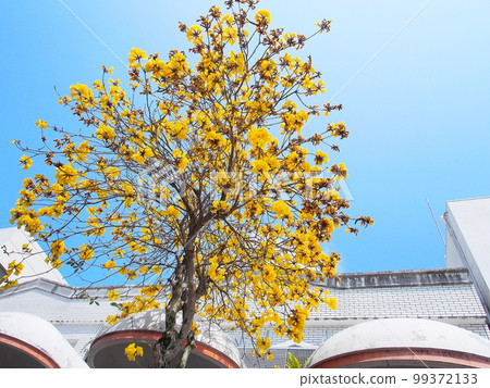 [Okinawa] Ipe Flowers Blooming in Spring 99372133