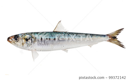 沙丁魚沙丁魚 99372142