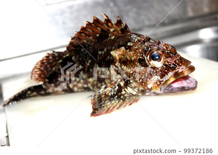Rockfish are one of the few targets that can be caught even in extremely cold weather. Rockfish are one of the few targets that can be caught even in extremely cold weather. 99372186