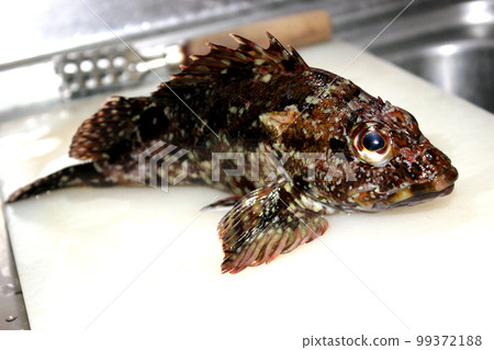 Rockfish are one of the few targets that can be caught even in extremely cold weather. Rockfish are one of the few targets that can be caught even in extremely cold weather. 99372188