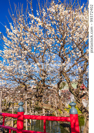 (東京)龜戶天神神社梅花盛開 (東京)龜戶天神神社梅花盛開 99372402