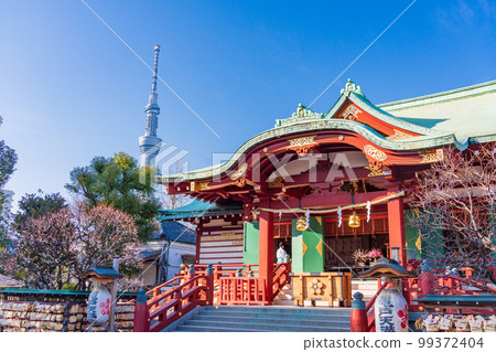 （東京）龜戶天神神社正殿梅花盛開 99372404