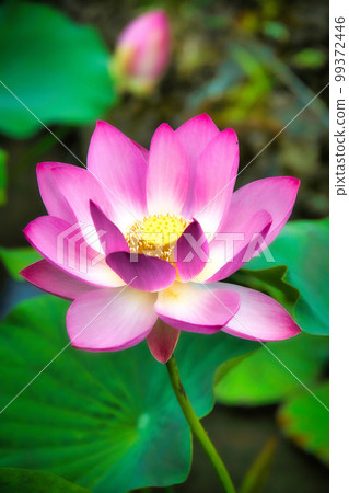 Kyoto Chishaku-in lotus Kyoto Chishaku-in lotus 99372446