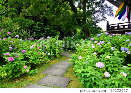 Hydrangea at Chishaku-in Temple, Kyoto 99372457