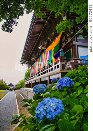 Hydrangea at Chishaku-in Temple, Kyoto Hydrangea at Chishaku-in Temple, Kyoto 99372458