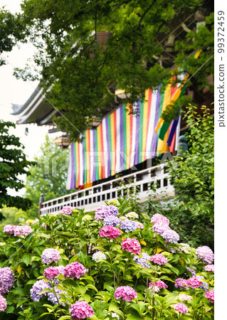 Hydrangea at Chishaku-in Temple, Kyoto 99372459