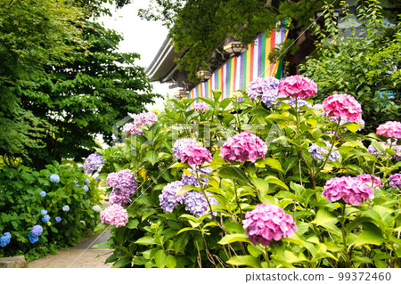 Hydrangea at Chishaku-in Temple, Kyoto 99372460