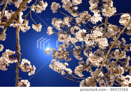 Cherry blossoms at night, Hiroshima, cherry blossoms, spring Cherry blossoms at night, Hiroshima, cherry blossoms, spring 99372568