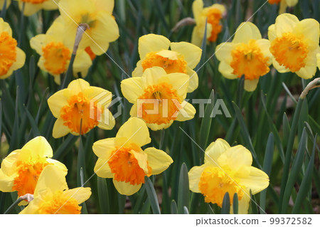 春天的到來和爭奇鬥豔的雙花 99372582