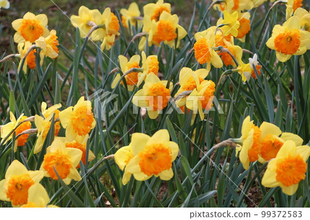 遍地開花的黃色水仙預示著春天的到來 99372583
